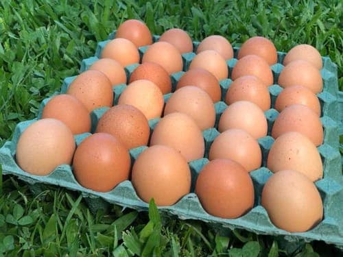 Huevo orgánico por Maple